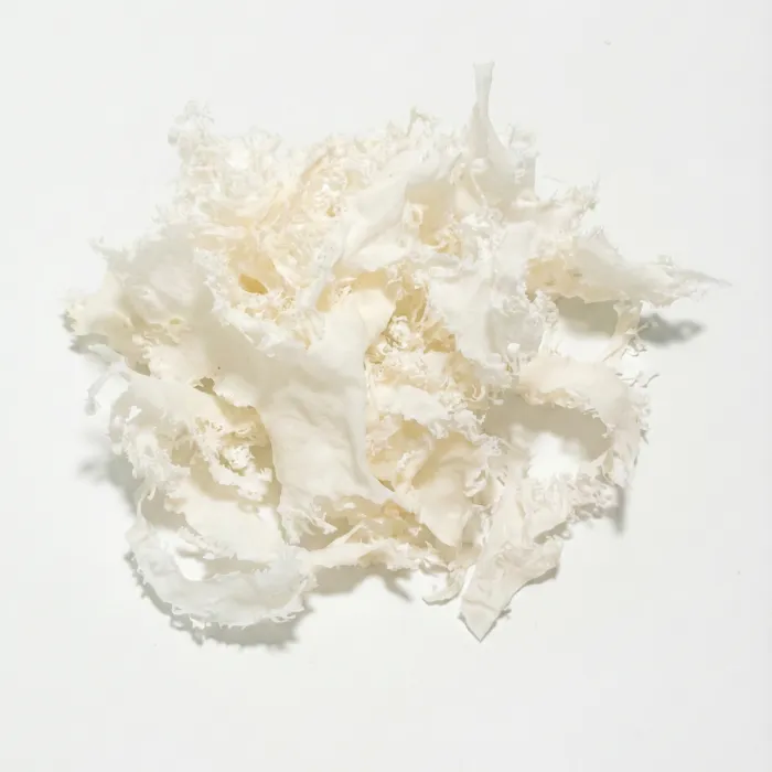 白杉のり (Shirosugi Nori)